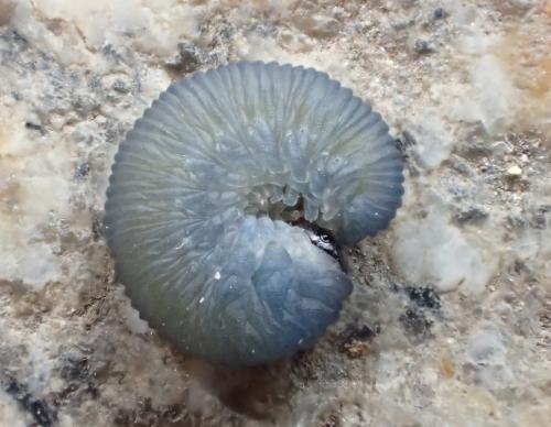 Réf. 268 654 : Athalia sp.